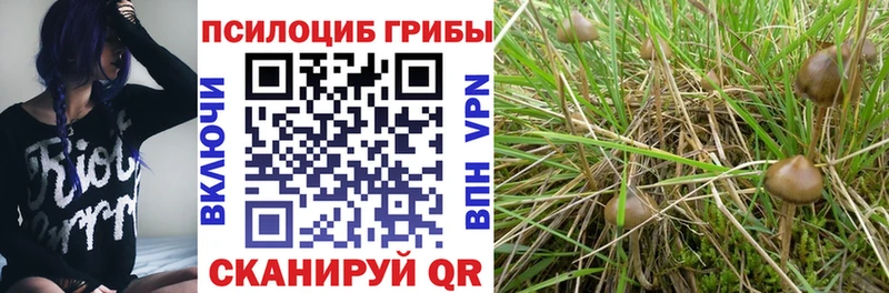 Галлюциногенные грибы Psilocybe  цены   Димитровград 